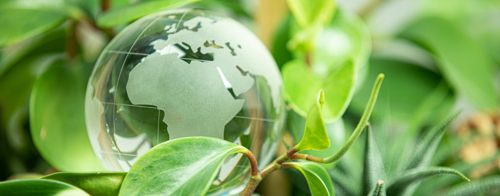 a glass globe among leafy plants